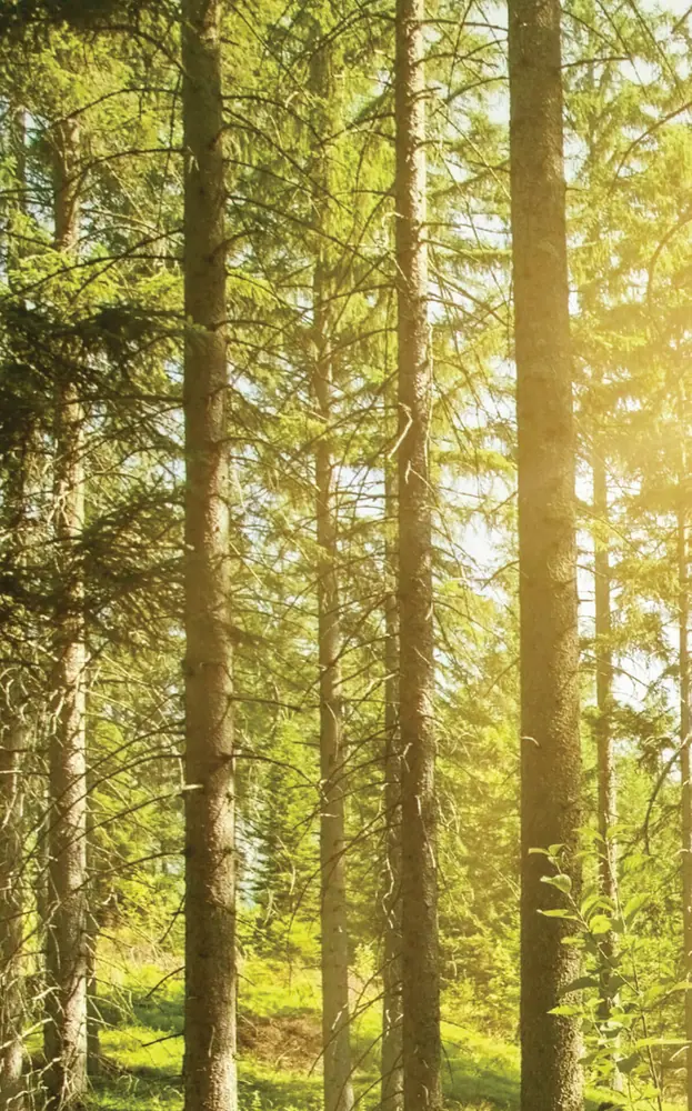 Découverte Forêt